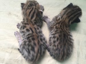 Savannah Kittens