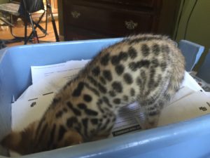 Savannah Kitten for Sale