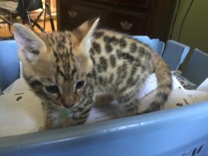 Savannah Kitten for Sale