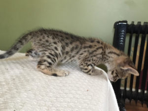 Savannah Kitten for Sale