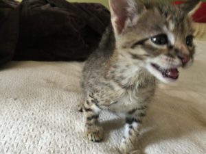 Savannah Kitten for Sale