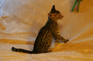 Savannah Kitten available for adoption