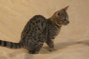 Savannah Kitten for Sale