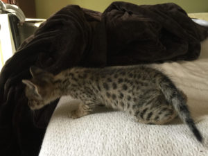 Savannah Kitten for Sale