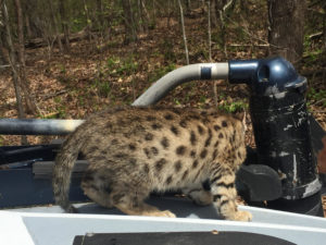 Savannah Kitten for Sale