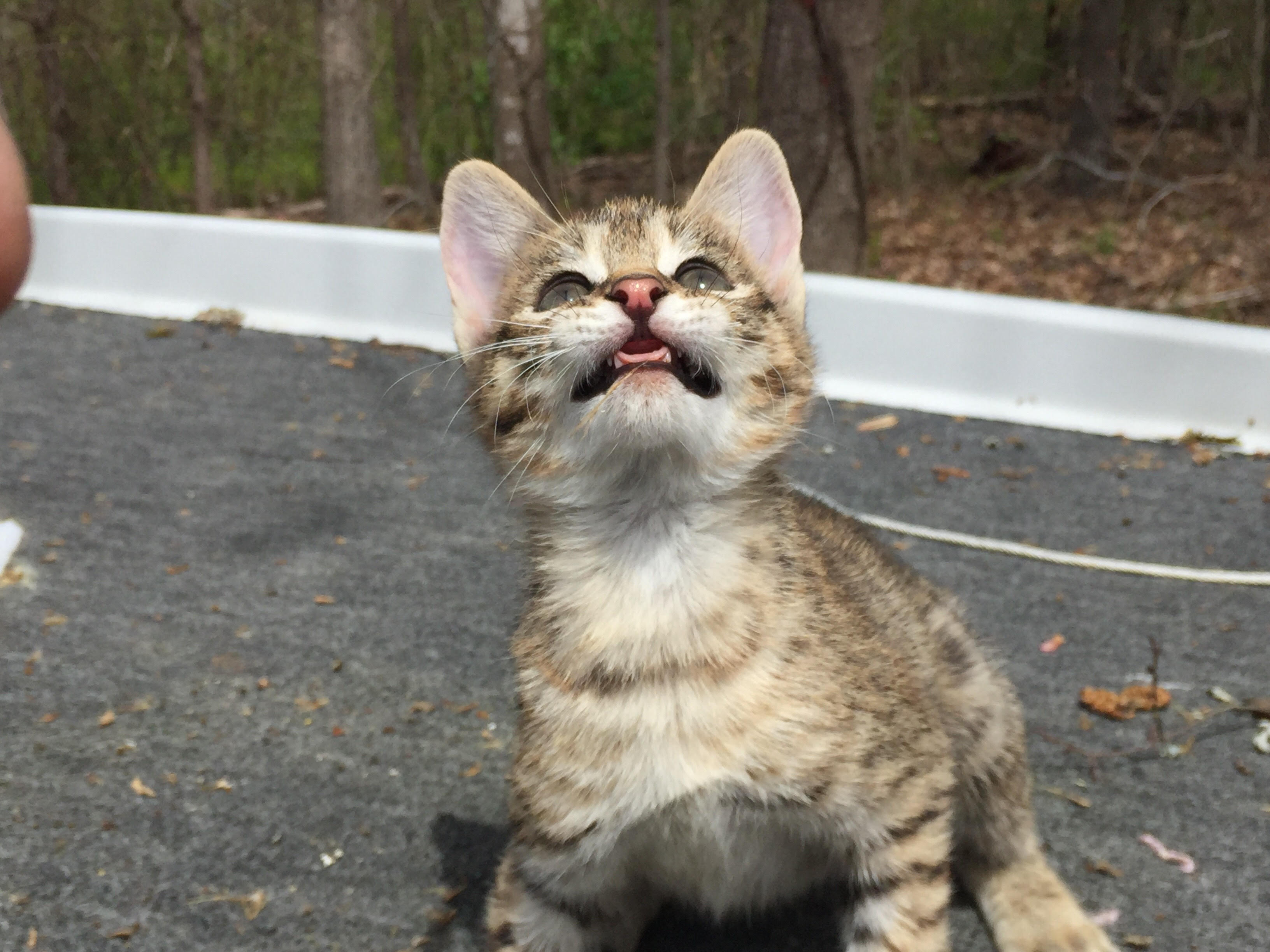 Savannah Kitten for Sale | MidSouth Savannah Kittens