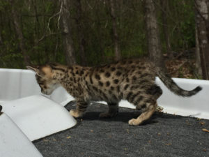 Savannah Kitten