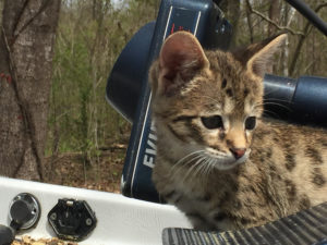 Savannah Kitten for Sale