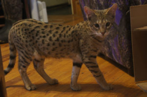 Savannah Kitten for Sale