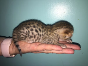 Savannah Kitten for Sale