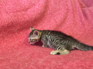 Savannah Kitten for Sale