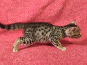 Savannah Kitten for Sale