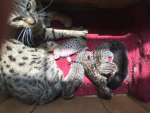 Savannah Kittens