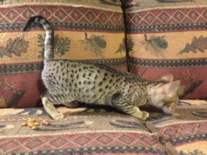 Savannah Kittens for Sale