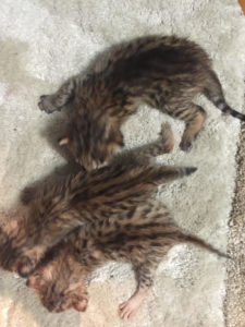 Savannah Kittens