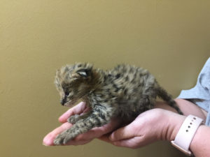 Savannah Kitten for Sale