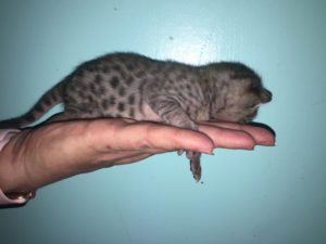 Savannah Kitten for Sale