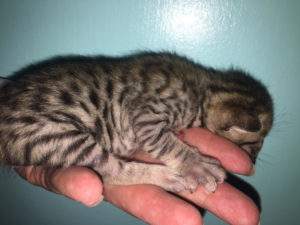 Savannah Kitten for Sale