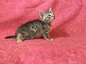 Savannah Kitten for Sale