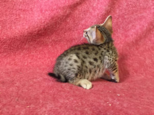 Savannah Kitten for Sale