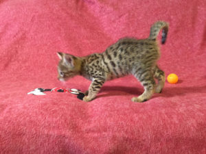 Savannah Kitten for Sale