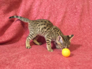 Savannah Kitten for Sale