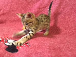 Savannah Kitten for Sale