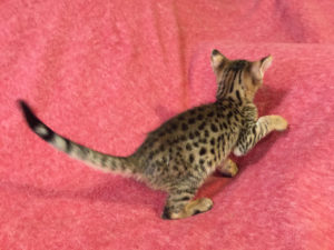 Savannah Kitten for Sale