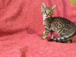 Savannah Kitten for Sale