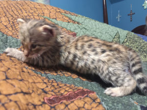 Savannah Kitten for Sale