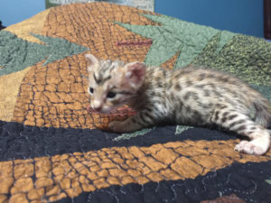 Savannah Kitten for Sale