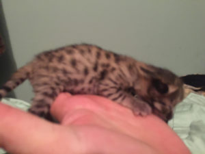 Savannah Kitten for Sale