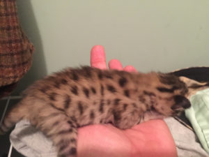 Savannah Kitten for Sale