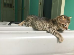 Savannah Kitten for Sale