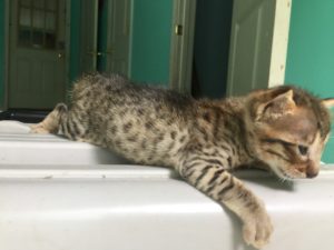 Savannah Kitten for Sale