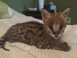 Savannah Kitten for Sale