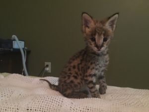 Savannah Kitten for Sale