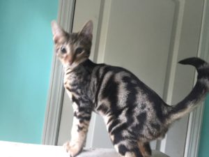 Savannah Kittens for Sale