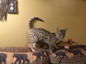 Savannah Kittens for Sale