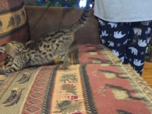 Savannah Kittens for Sale