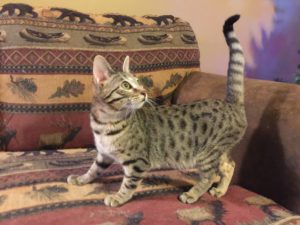 Savannah Kittens for Sale