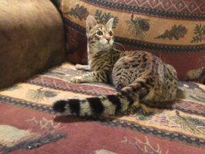 Savannah Kittens for Sale