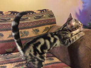 Savannah Kittens for Sale