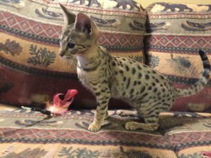 Savannah Kittens for Sale