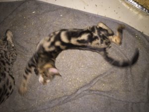 Savannah Kittens for Sale