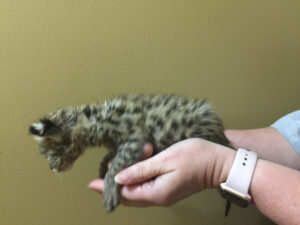 Savannah Kitten for Sale