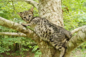 Savannah Kittens for Sale