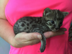 Savannah Kitten for Sale - Stormy