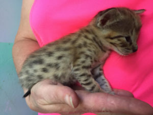 Savannah Kittens for Sale - Stormy