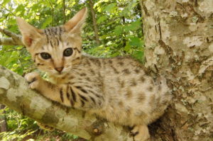 Savannah Kittens for Sale